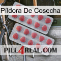 Píldora De Cosecha 19